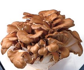 【12/9～10お届け分限り】ホクトまいたけ 1パック(100g)