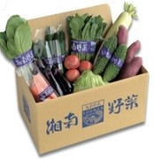 ◎【3/14お届け分限り】神奈川県産湘南野菜セット 1箱（8～12品目）