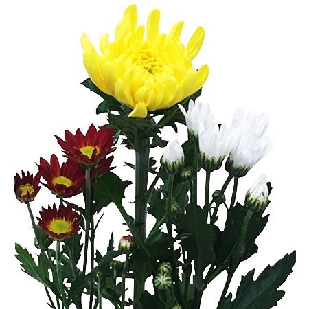 便限定】和花(398) 1束(菊、小花等): flower＆green お花 | 東急ストア 