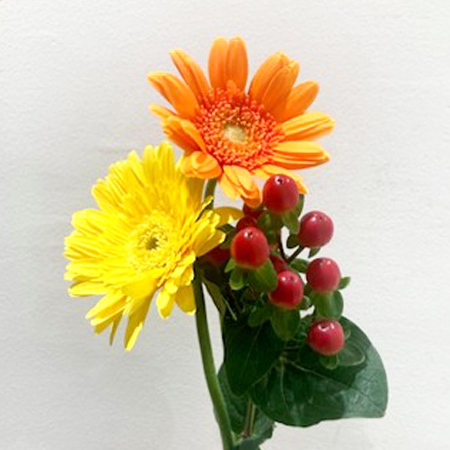 【11/1～30お届け分限り】ガーベラとヒペリカム(色おまかせ) 1束