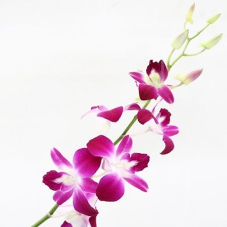 【12/1～21お届け分限り】デンファレ(ピンク色系) 1束(3本入)