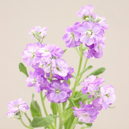 【2/1～28お届け分限り】スプレーストック(色おまかせ) 1束(2本入)