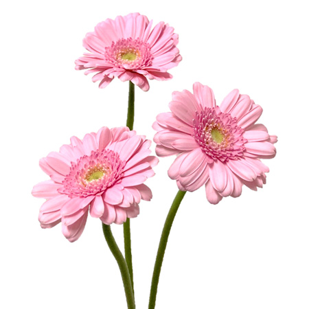 【1/6～31お届け分限り】ガーベラ(色おまかせ) 1束(3本入)