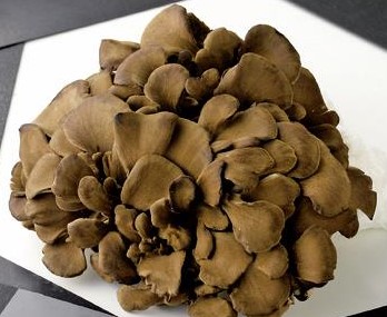 【11/25～26お届け分限り】黒舞茸「真」 1パック(85g)