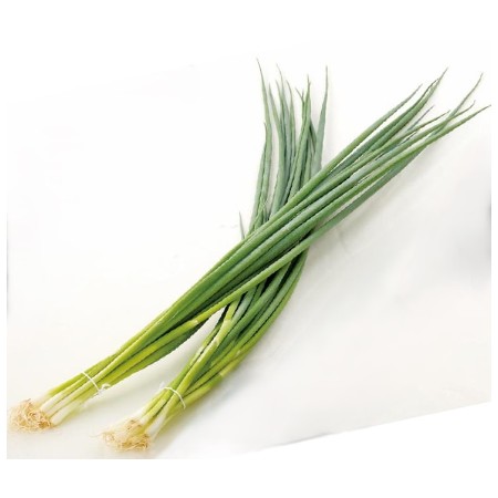 【1/13～15お届け分限り】「手紙のついた野菜」味一ねぎ 1袋