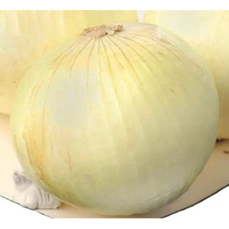 【3/13～15お届け分限り】新玉ねぎ 1コ