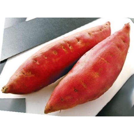 【12/5～7お届け分限り】「手紙のついた野菜」五郎島金時 1袋