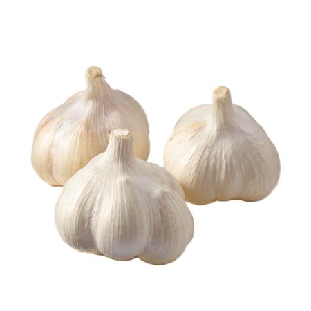 【10/24~26お届け分限り】「手紙のついた野菜」にんにく 1コ