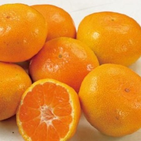 【11/14～16お届け分限り】西宇和みかん 1袋