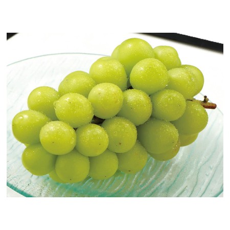 【11/7～9お届け分限り】シャインマスカット 1房