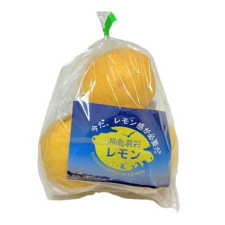 【2/9～12お届け分限り】湘南潮彩レモン 1パック(3コ入)