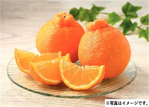 【5/9～10お届け分限り】熊本県産デコポン １箱