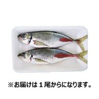 【便限定】真あじ(調理済) 1尾※賞味期限はお届け日当日になります