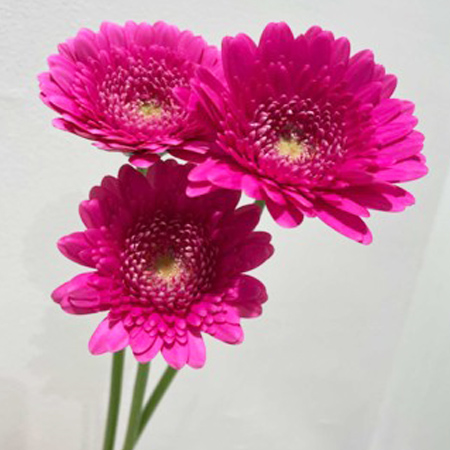 【10/1～31お届け分限り】ガーベラ(色おまかせ) 1束(3本入)