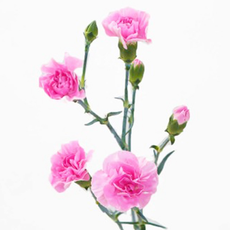 【12/1～21お届け分限り】スプレーカーネーション(ピンク系) 1束(2本入)