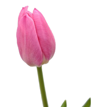 【1/6～31お届け分限り】チューリップ(ピンク・赤系) 1束(2本入)