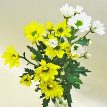 【11/1～30お届け分限り】スプレーマム(色おまかせ) 1束(2本入)