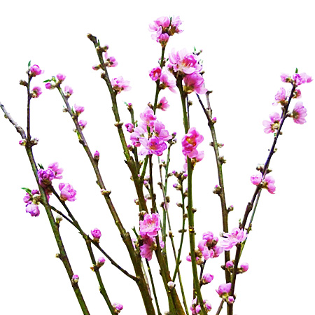 ○【3/1～3/3お届け分限り】桃の花 1束