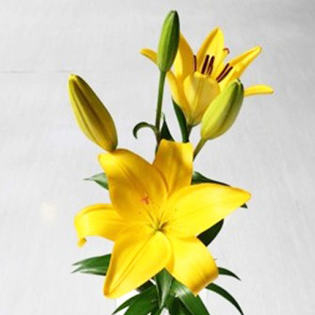 【10/1～31お届け分限り】LAユリ(黄色オレンジ系） 1束(2本入)